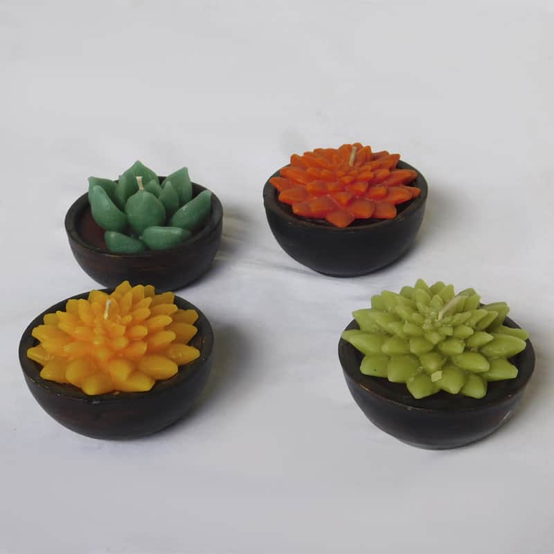 Velas de suculentas